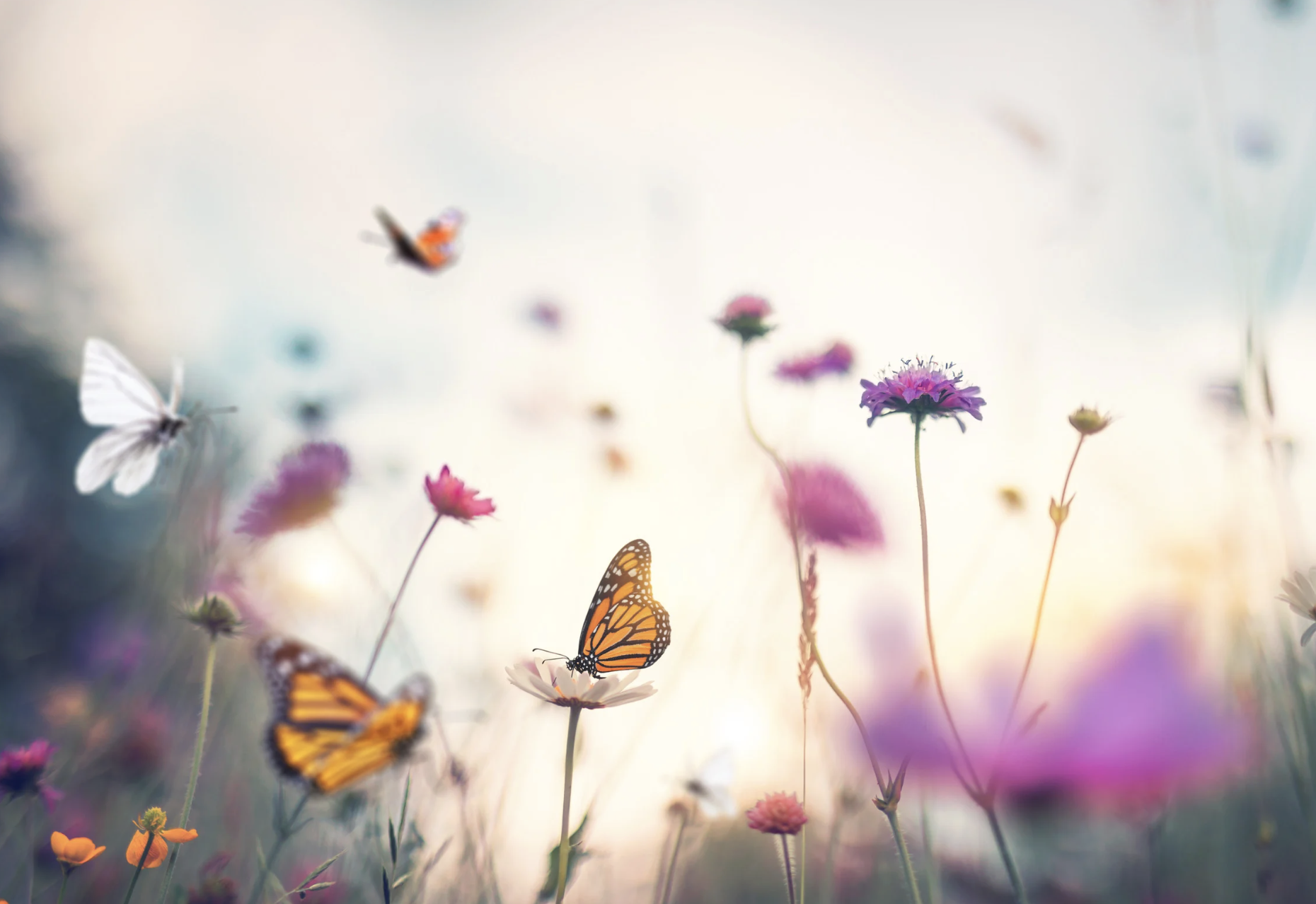 Meditación guiada - Autocompasión - Jimena Velázquez - 18min